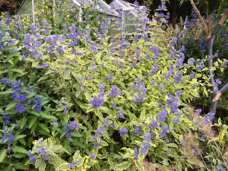 Запізнілі квіти: синьоокий каріоптеріс. Прикрасьте осінній сад